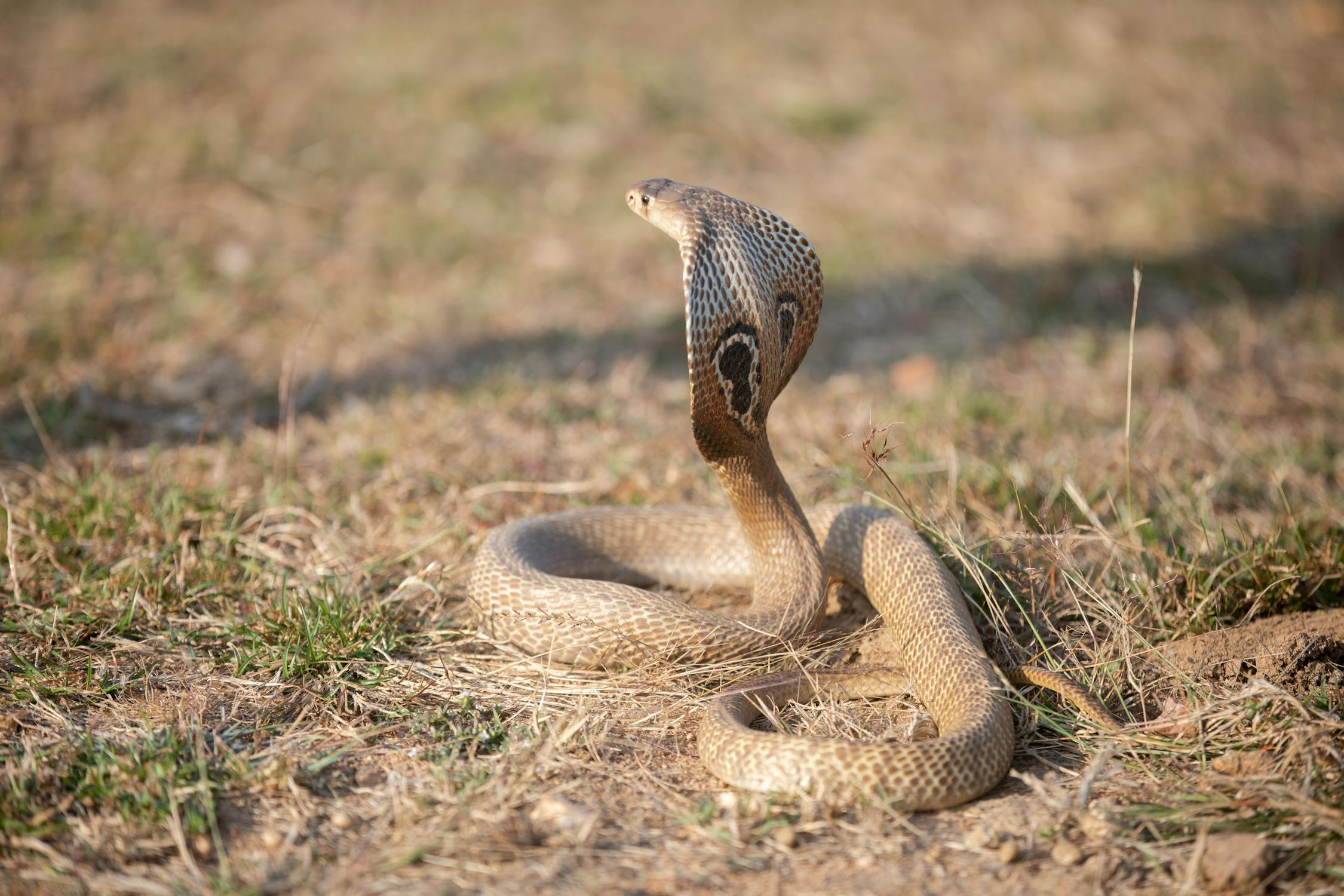 https://www.pexels.com/photo/an-indian-cobra-on-the-ground-10509700/