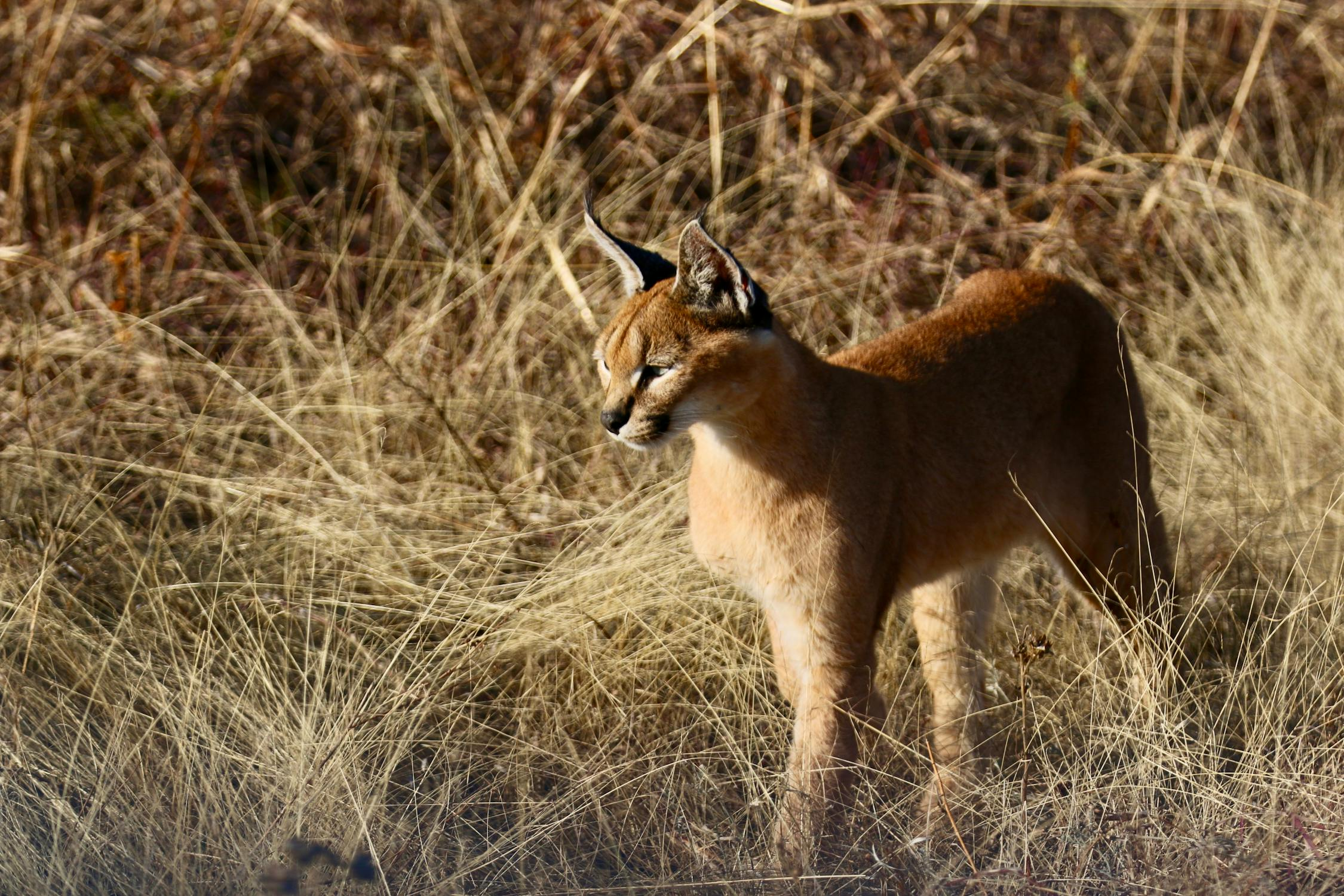 https://www.pexels.com/photo/caracal-standing-on-a-field-2278164/