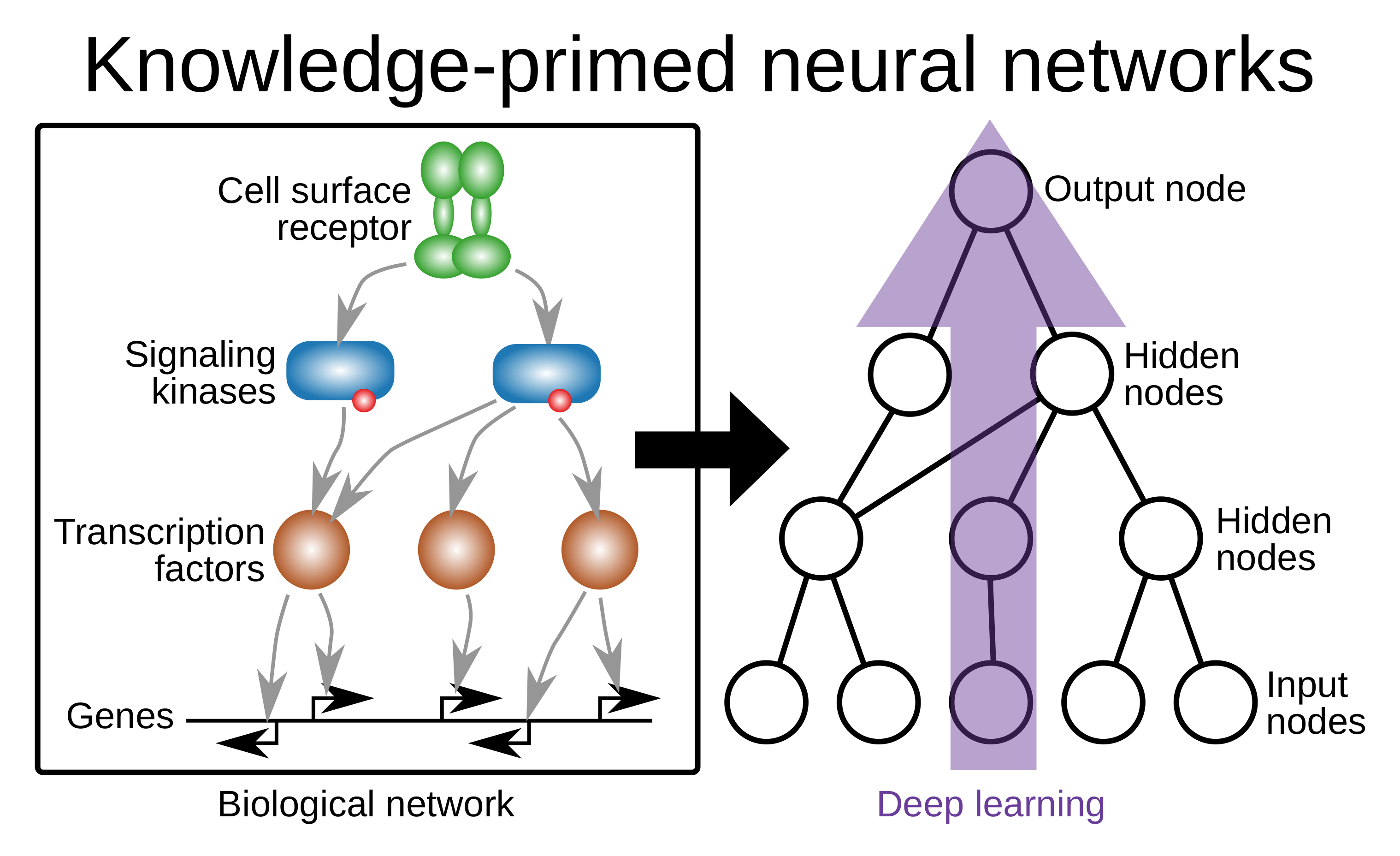 Knowledge-primed neural networks