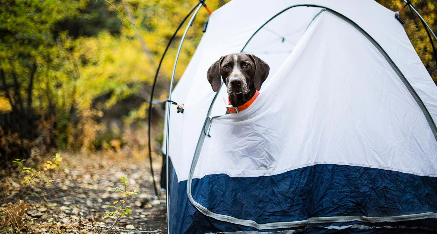 image of a dog in a tent