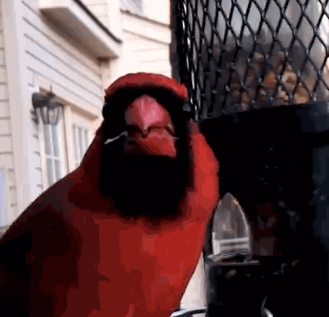 Cardinal swinging on a birdfeeder while eating birdfeed