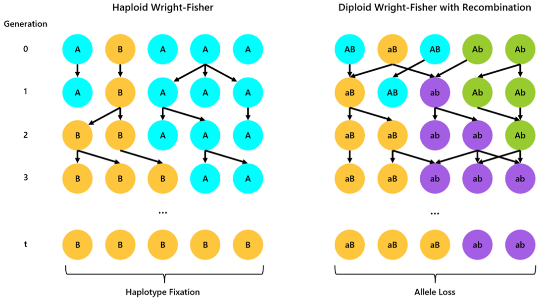 Wright Fisher Simulator