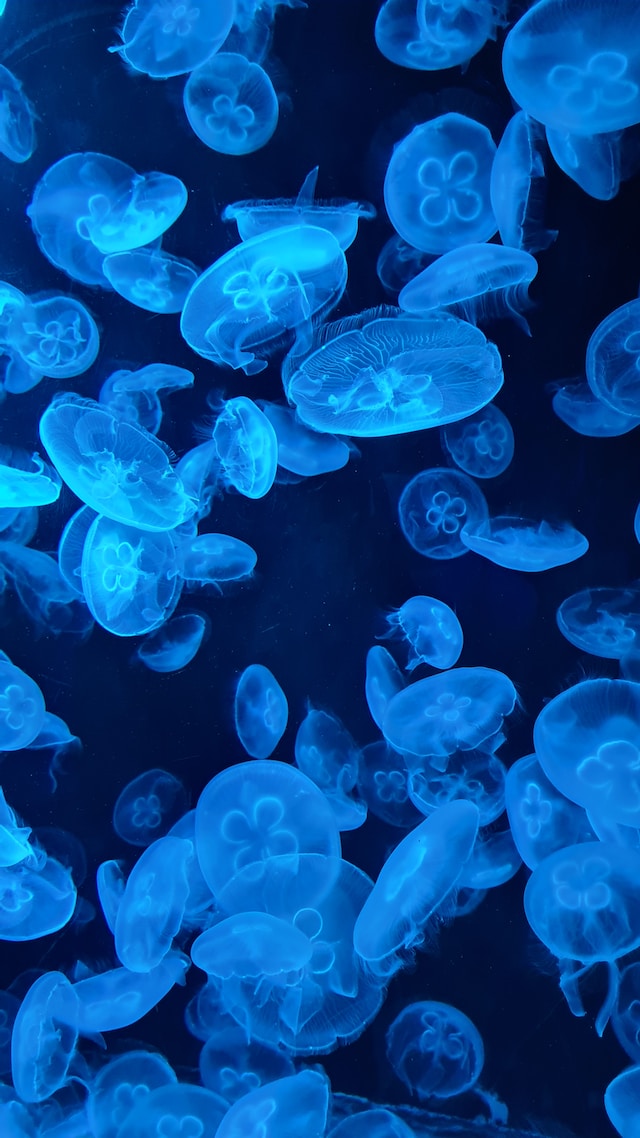 Jellyfish underwater picture. Dark blueish colors.