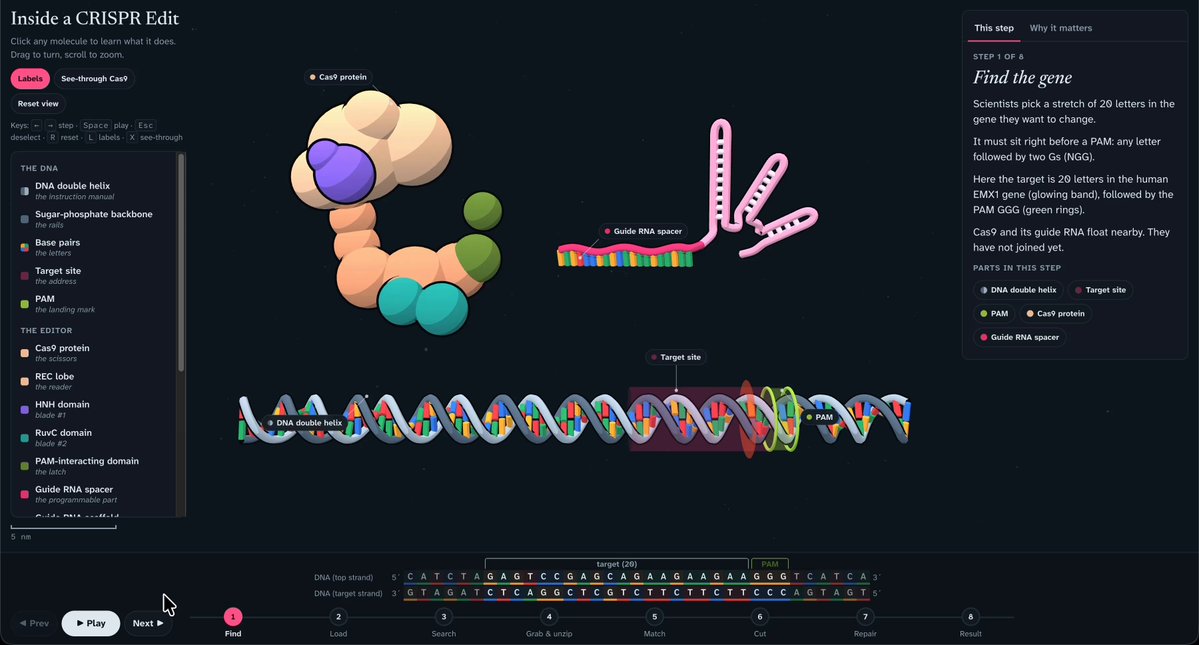 Interactive educational 3D CRISPR representation