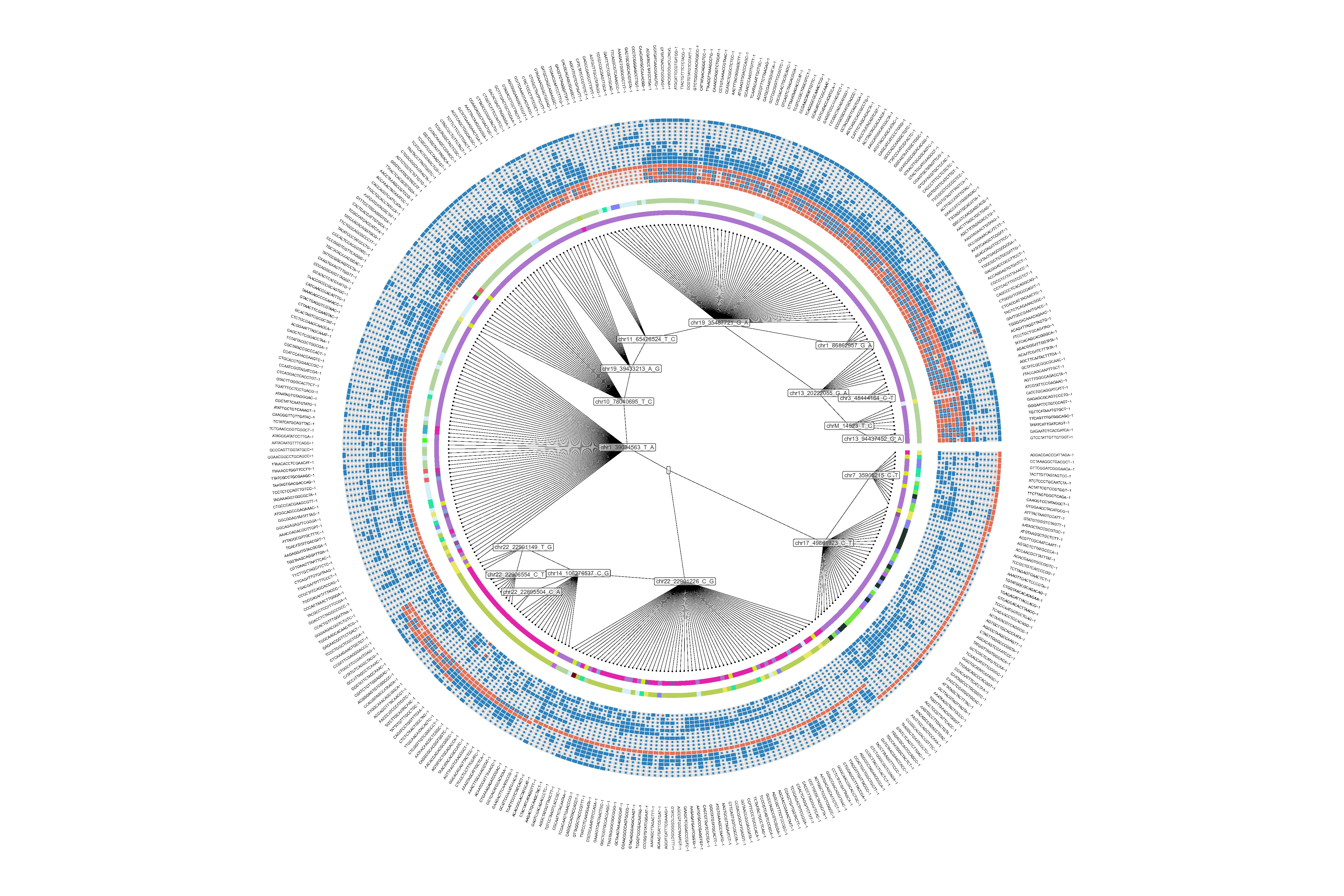 Example circos plot from PhyloSOLIDvis
