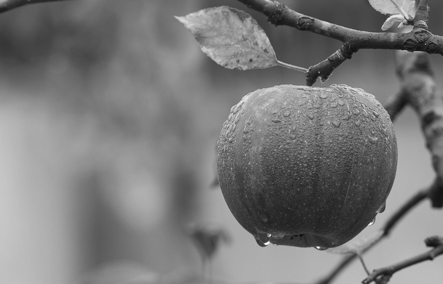 Grey Apple