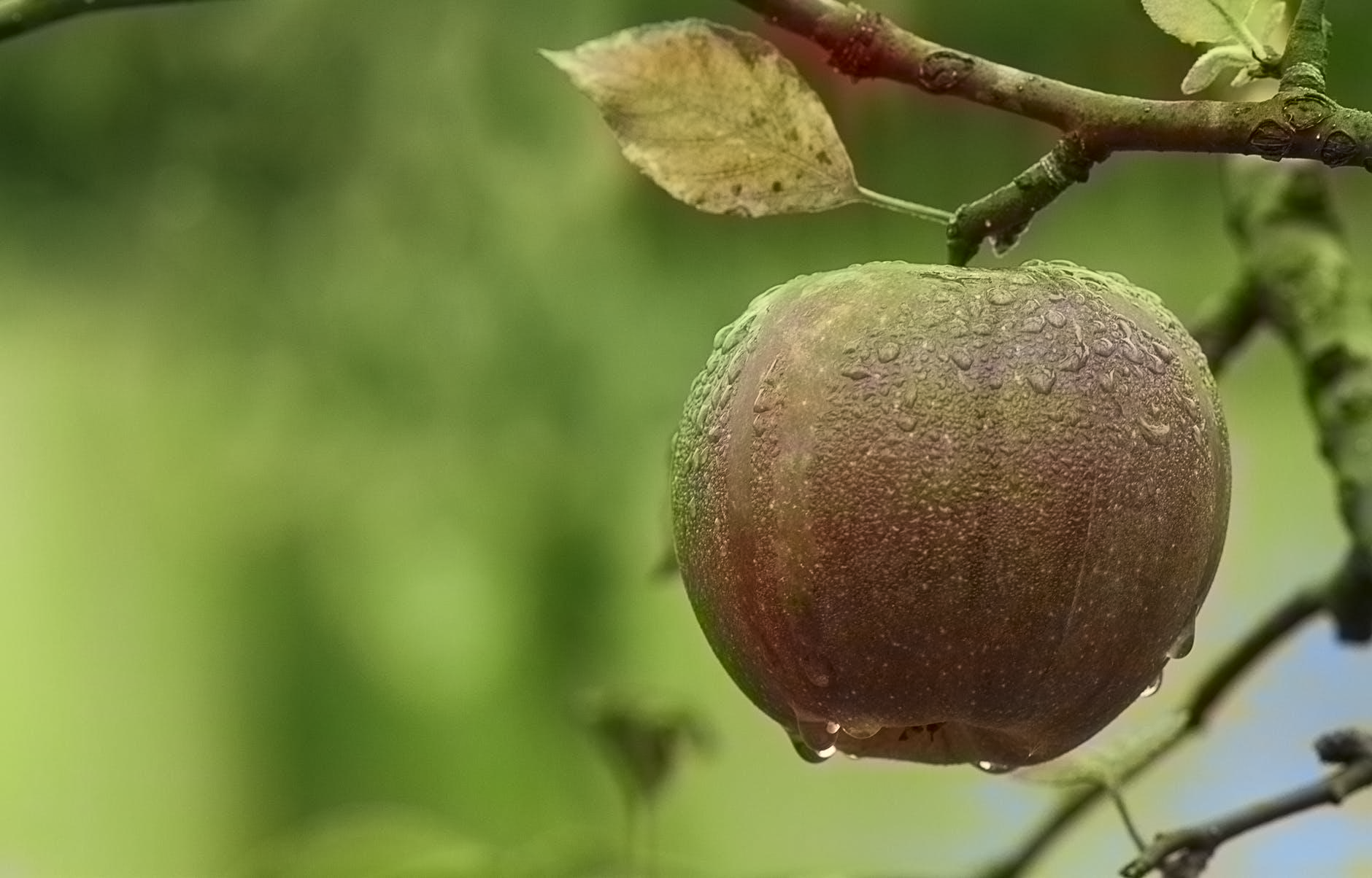 Colored Apple