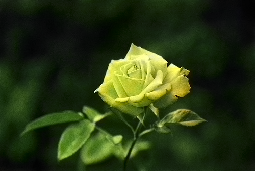 Colored Rose