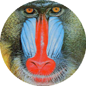 images/mandrill_circropper.png