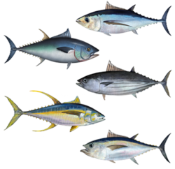PolyTuna, from the project README