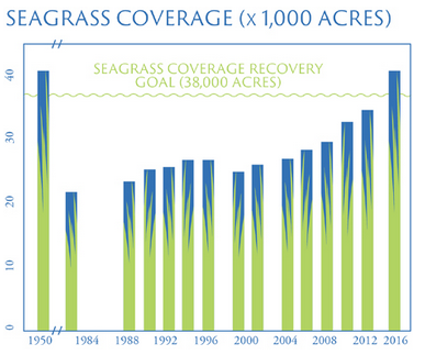 Bar chart showing seagrass coverage in thousands of acres from 1950-2016, relative to the seagrass coverage recovery goal of 28,000 acres. The goal was exceeded in 2016 for the first time since 1950 after a regular pattern of increase.
