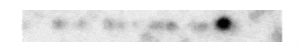 kymograph stack output