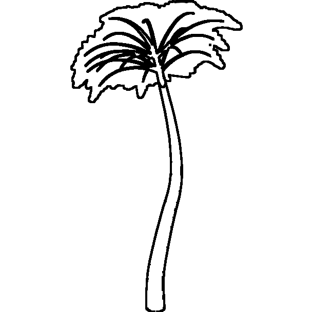 Palm