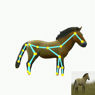 assets/gifs/horse.gif