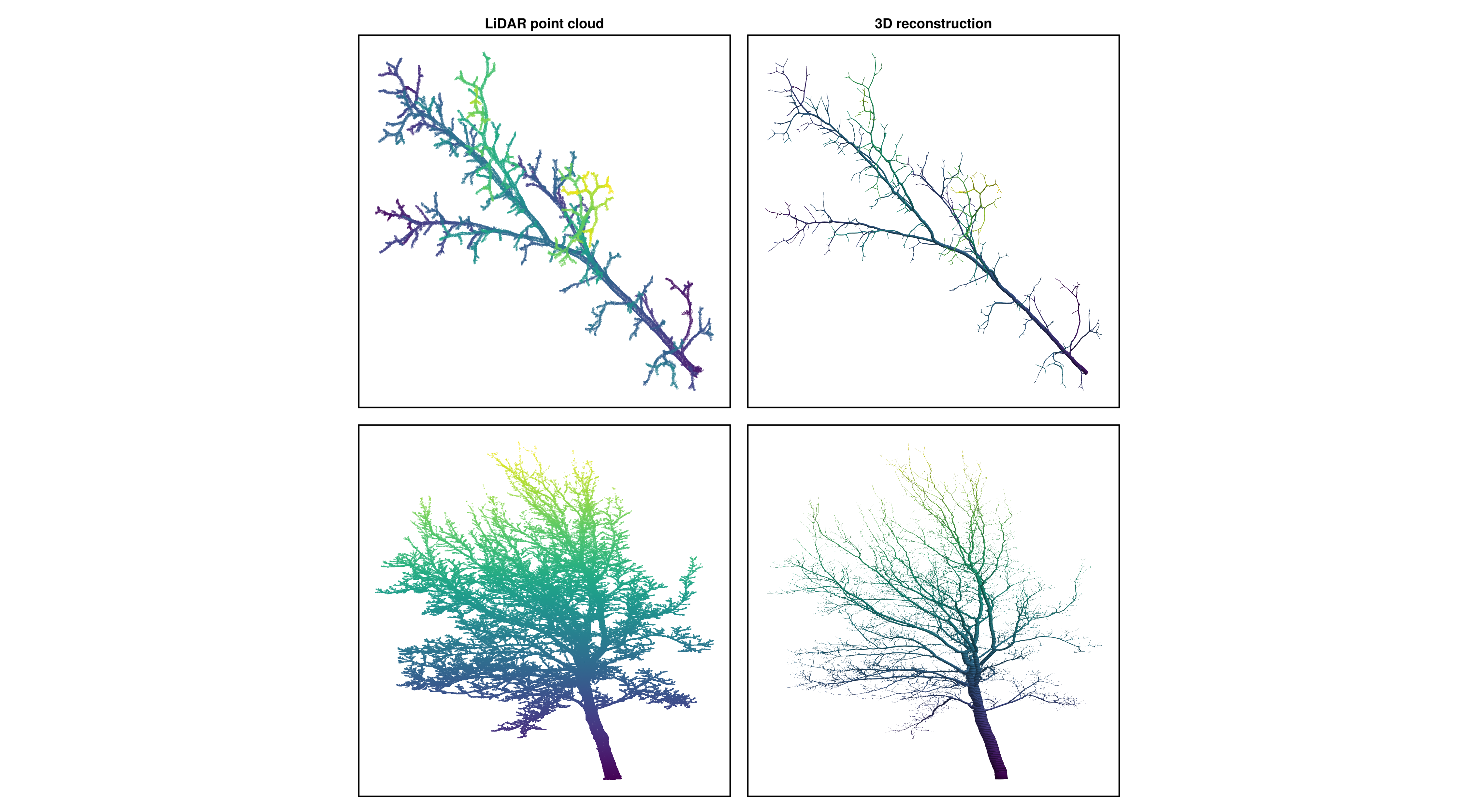 3D reconstruction of a branch and a tree