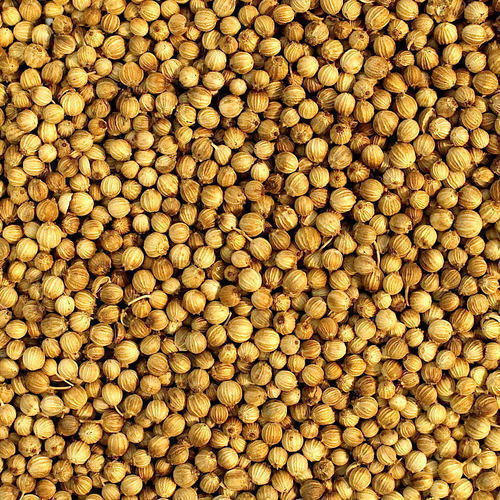 Coriander Seeds - Vahin Global Exports