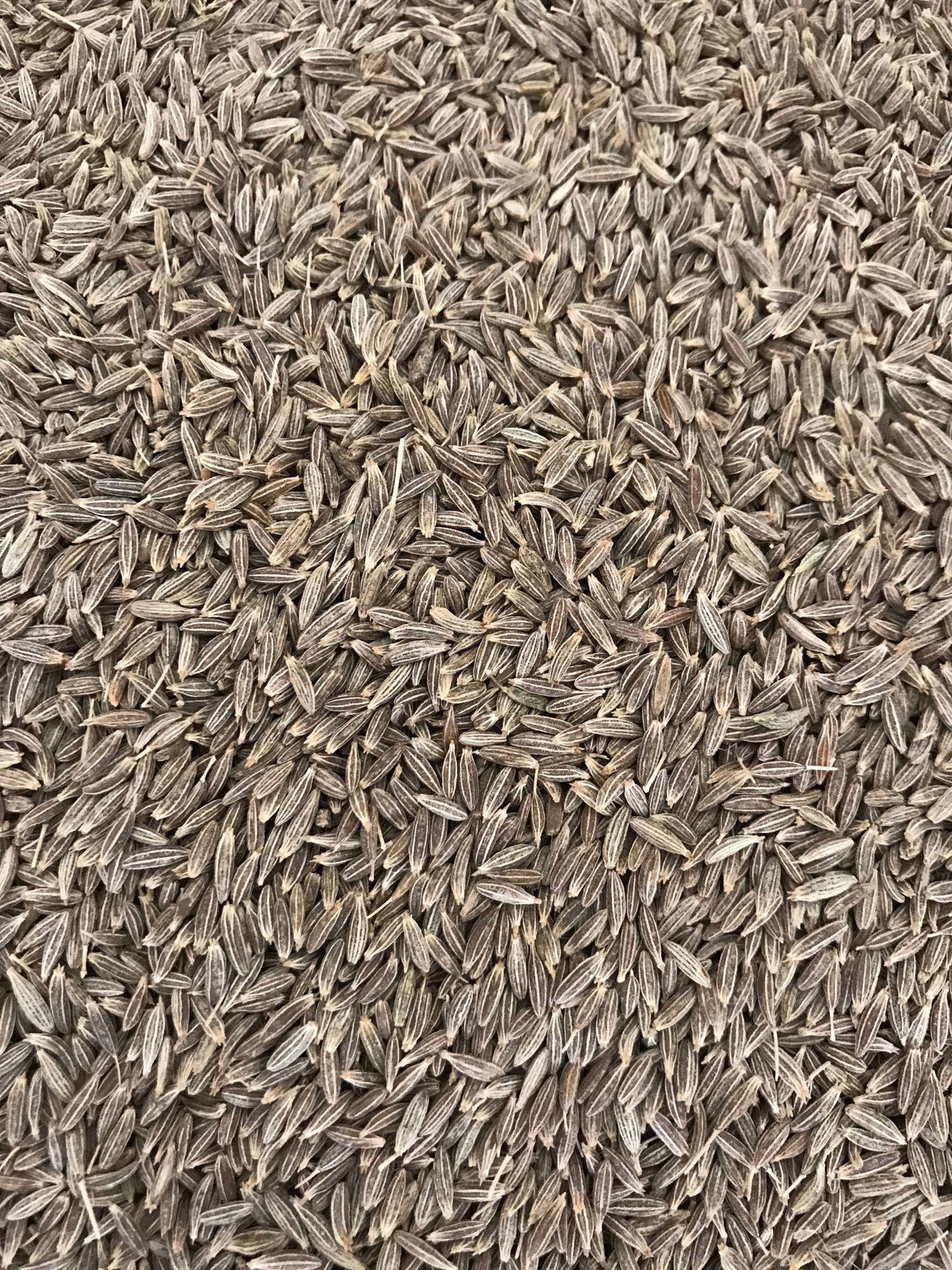 Cumin Seeds - Vahin Global Exports