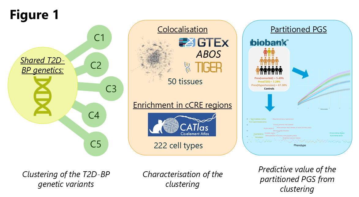 GitHub - VP-biostat/T2D-BP-Manuscript: Code repository for the paper ...