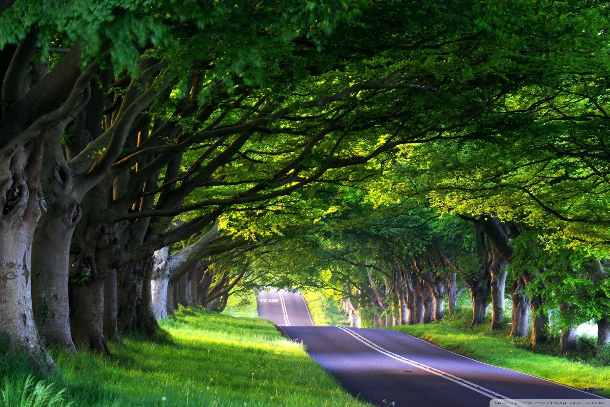 tree_road