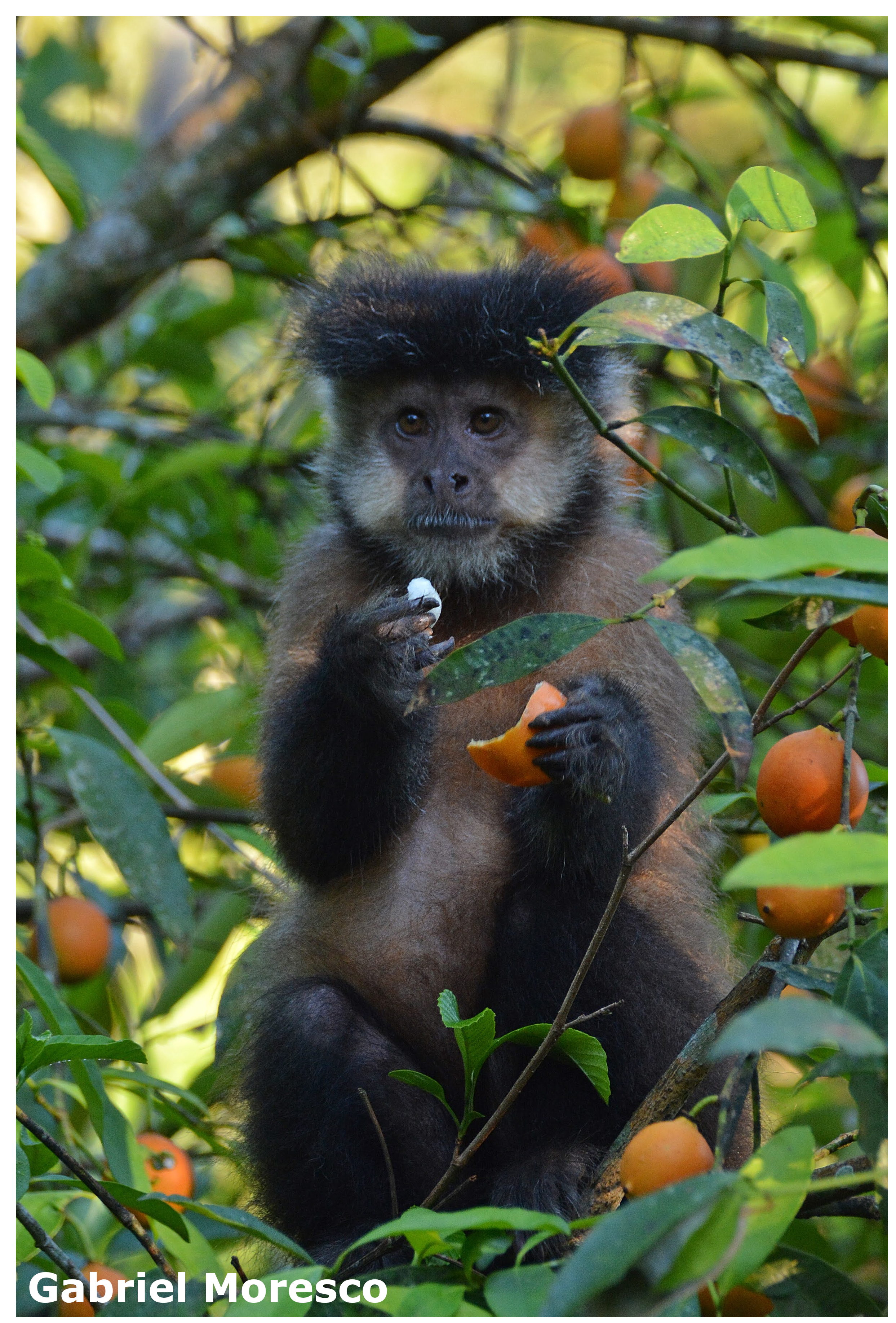 Capuchin Eating