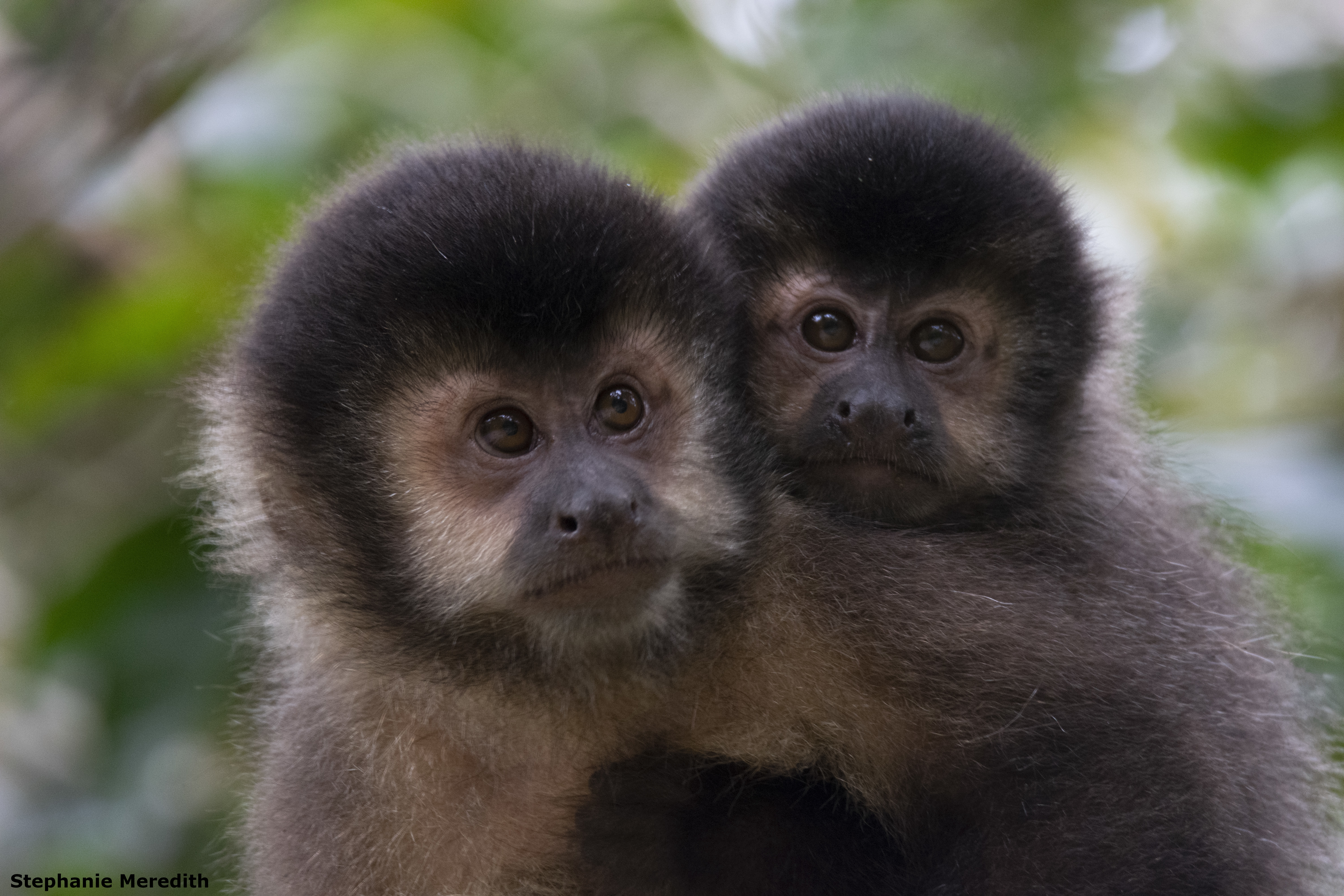 Monos SM