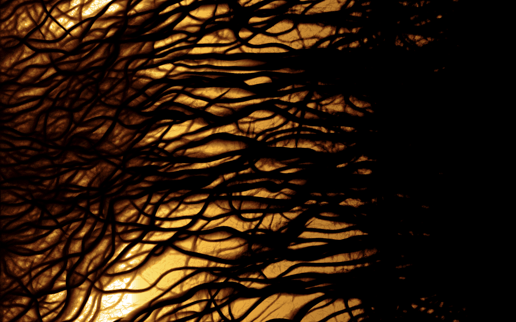Slime Mold Example