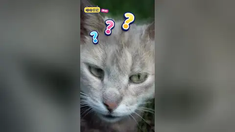 Variety Captions: Miaowu Diary EP.07 · 9:16 vertical