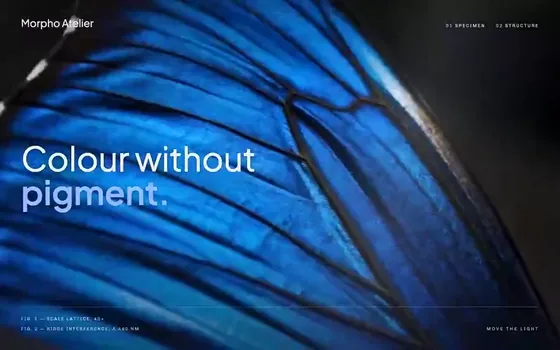 Morpho