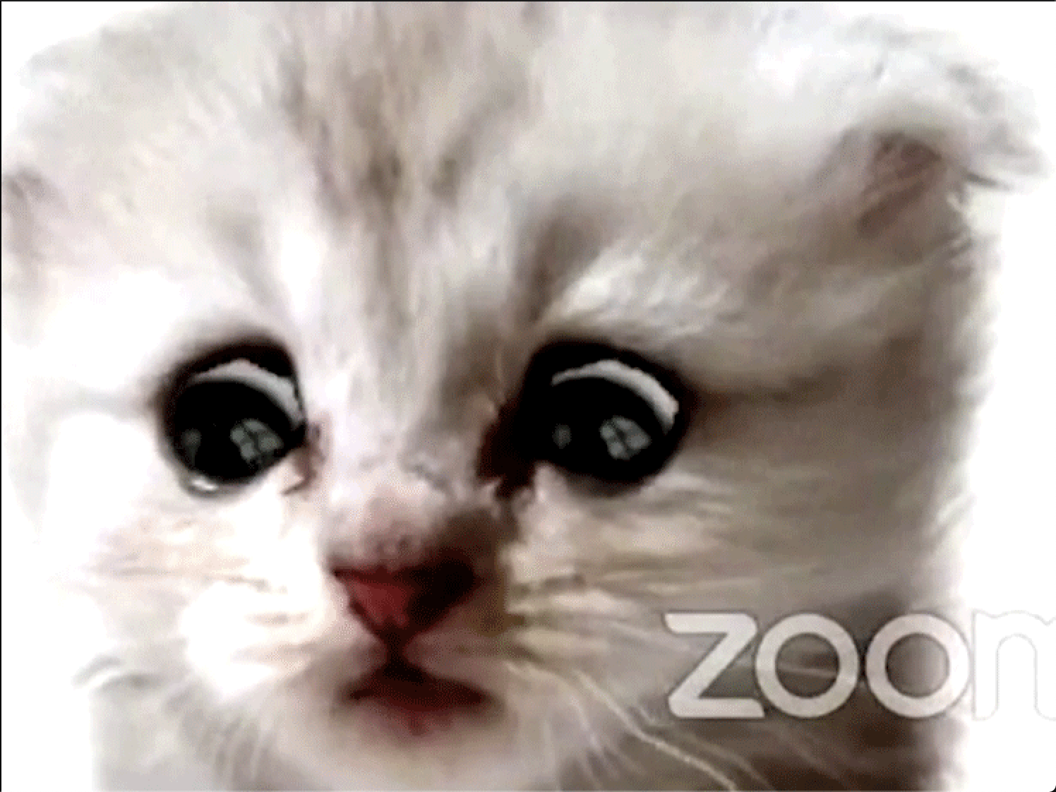 Cute cat