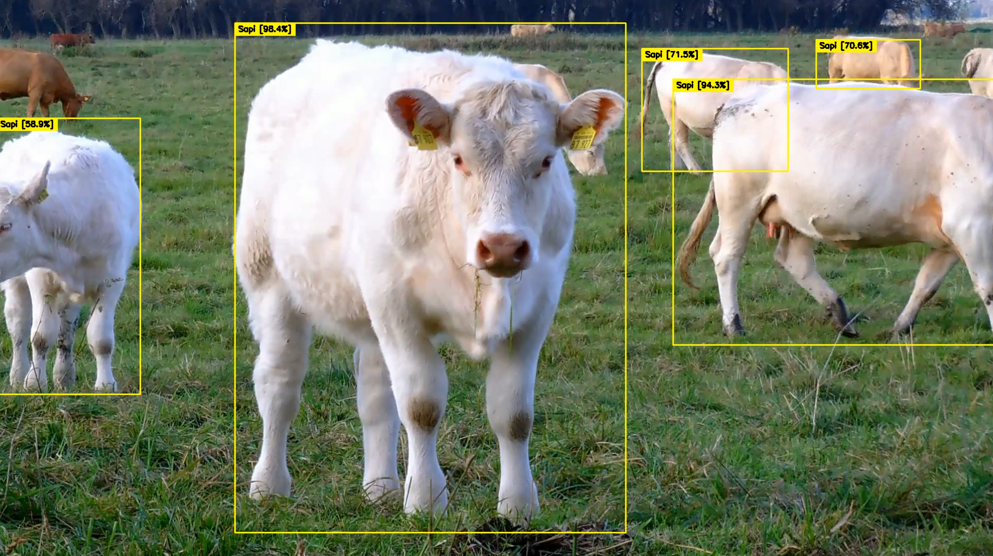 cow detection