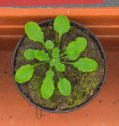 plant033 image