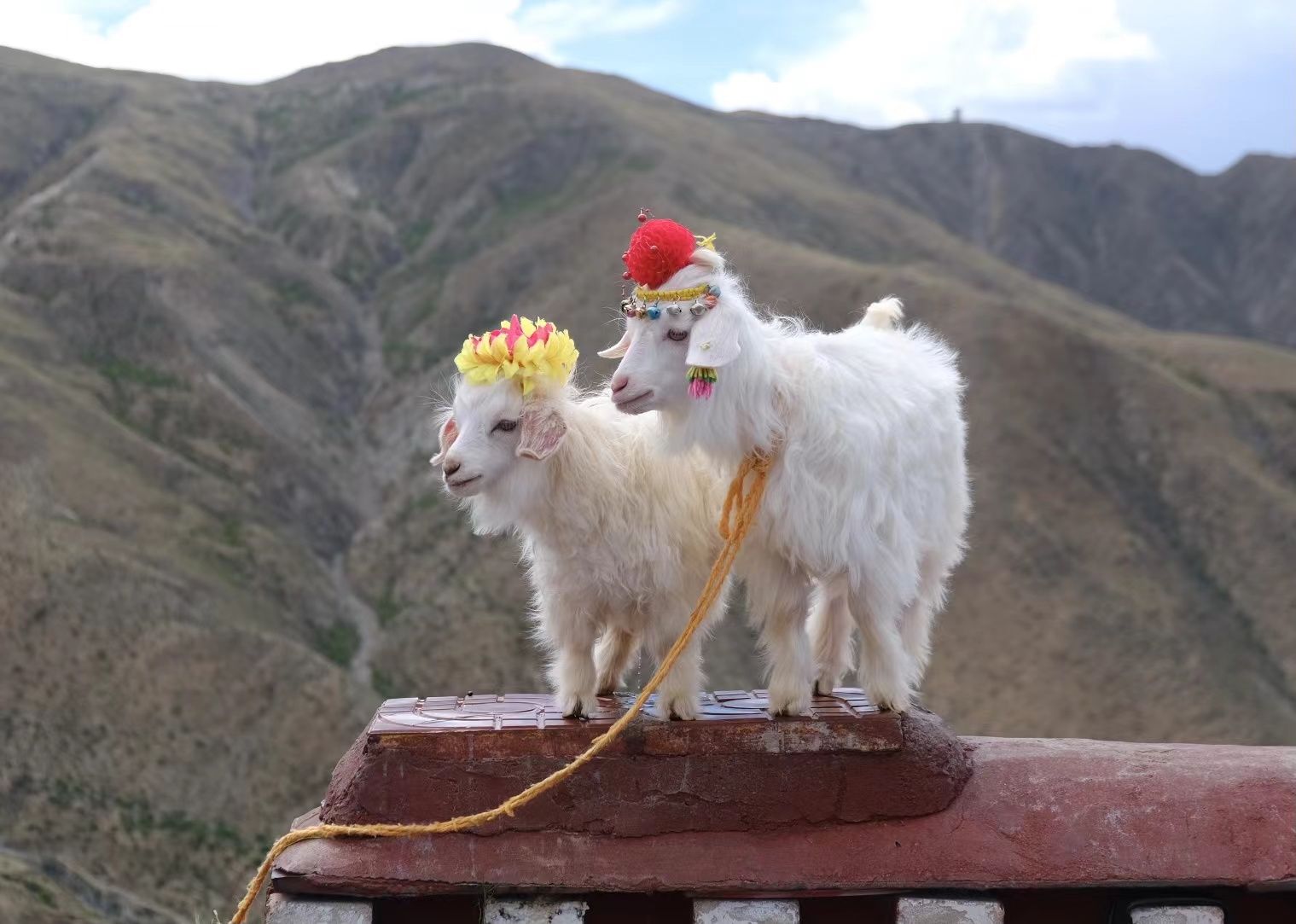 在雅江河谷观景台拍到的小羊羔