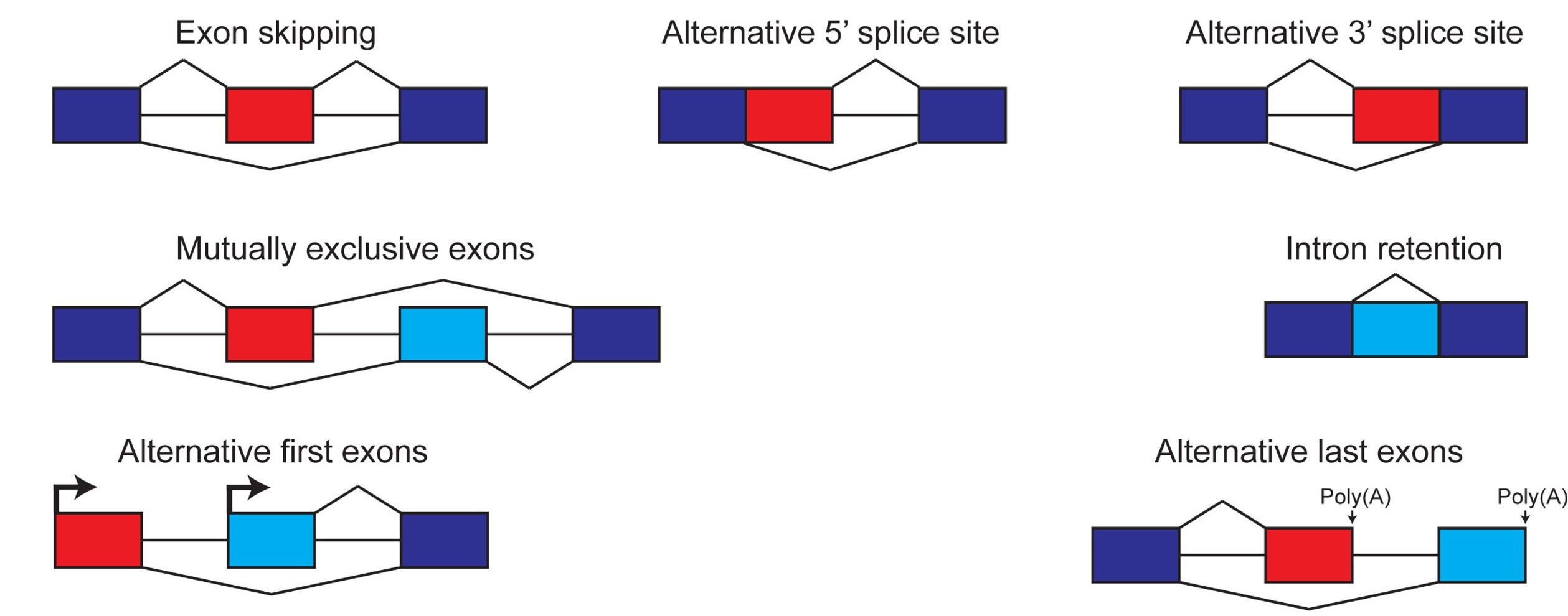 basic alternative splicing patterns