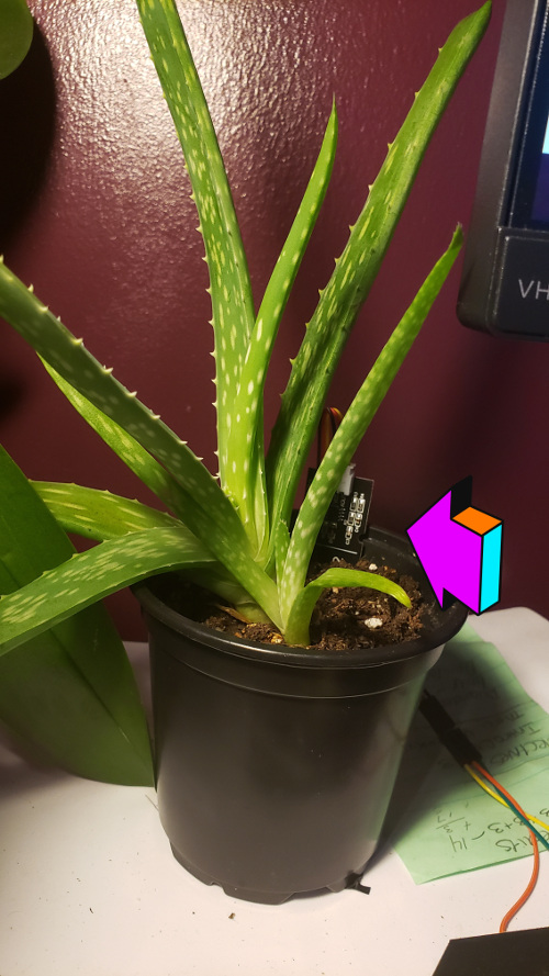 picture of an aloe vera plant with sensor