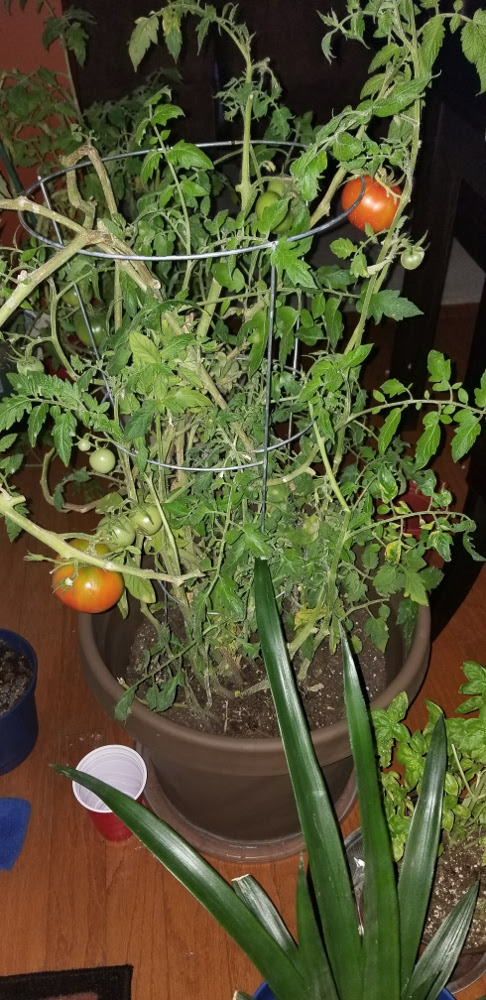 picture of a tomato plant