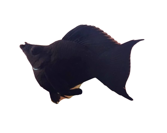 Black King