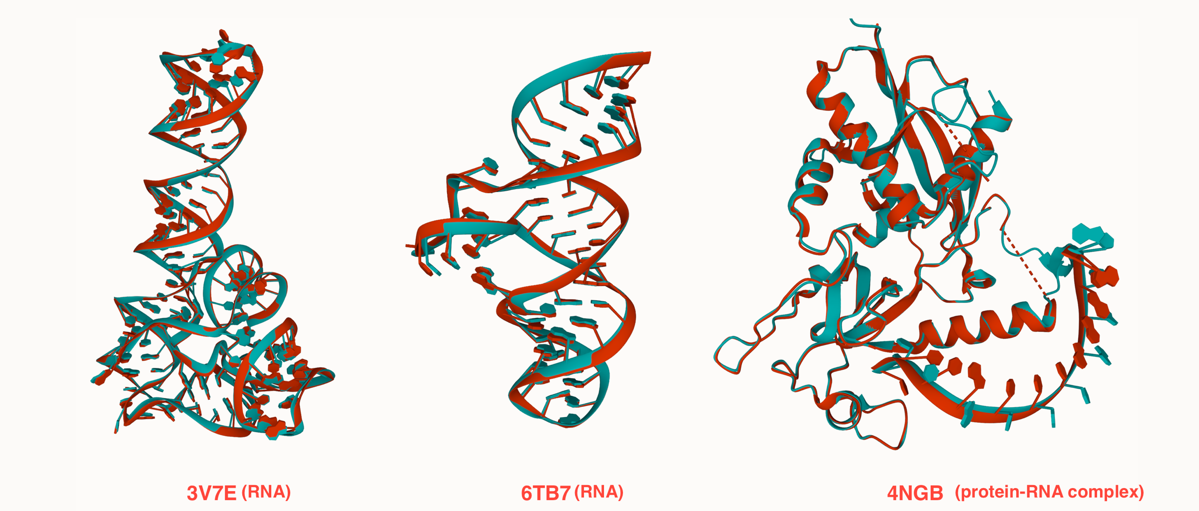 Figure 1. OpenComplex inference result of RNA and protein-RNA complex.