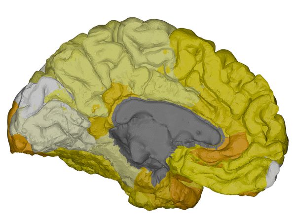 Cortical surface back
