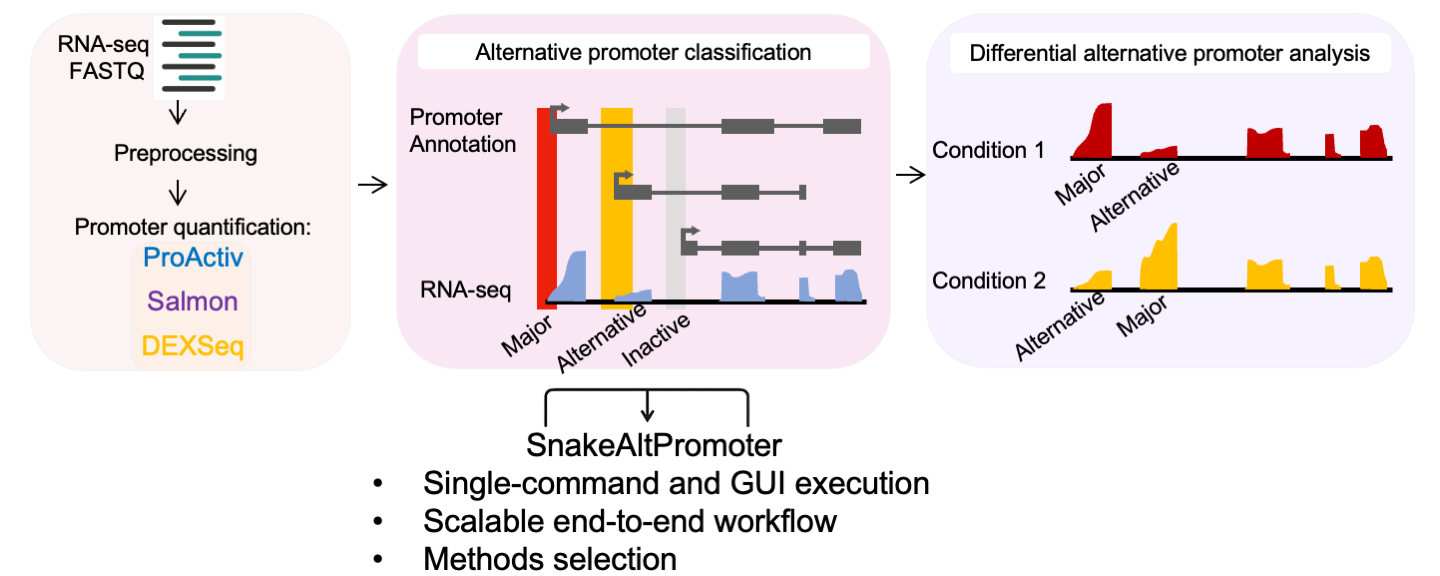 GitHub - YidanSunResearchLab/SnakeAltPromoter: A Comprehensive Pipeline ...
