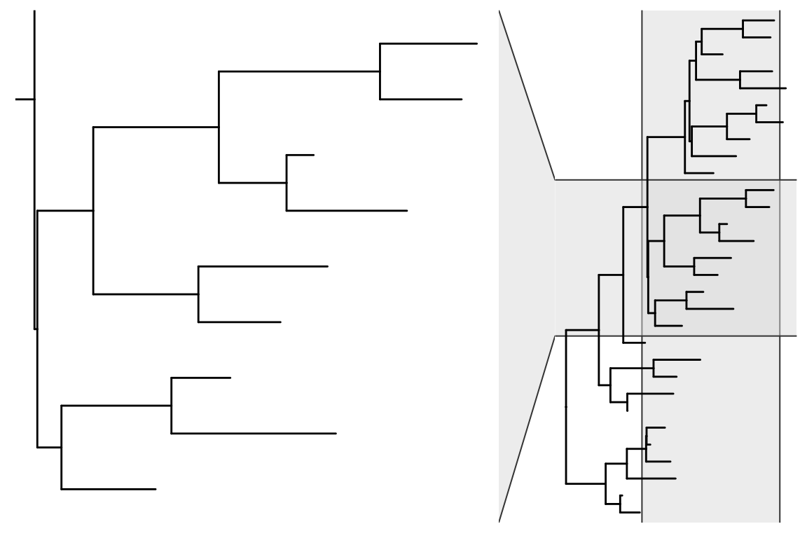 Zoom in selected clade.