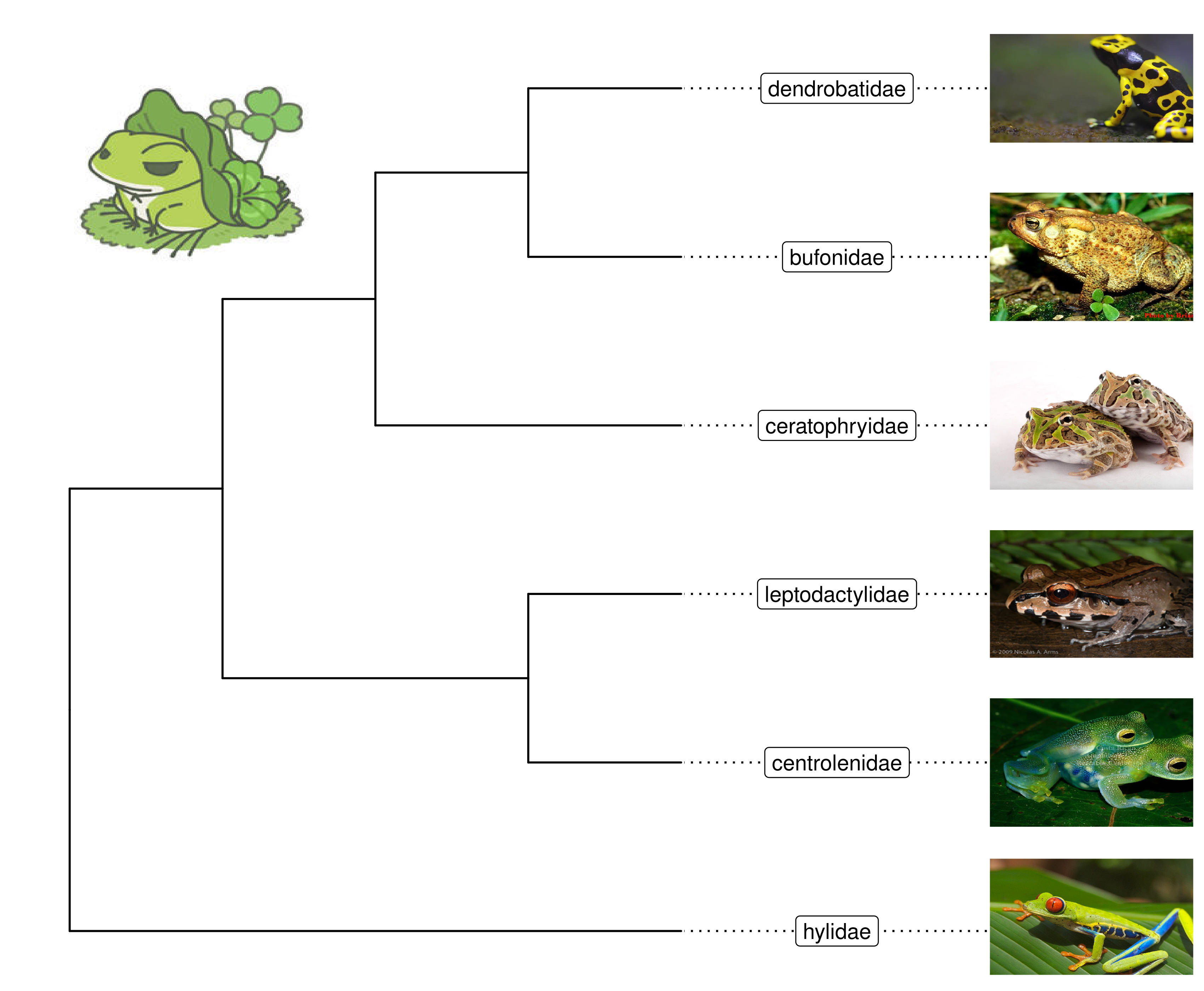 Labelling taxa with images.