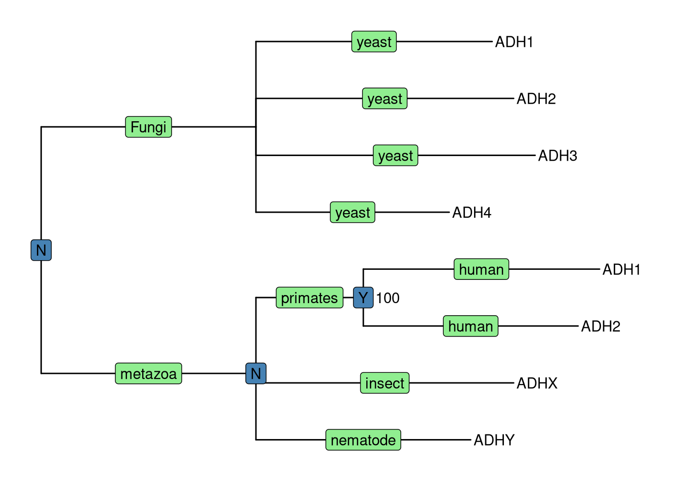 Annotating tree using grammar of graphics. The NHX tree was annotated using grammar of graphic syntax by combining different layers using + operator. Species information were labelled on the middle of the branches, Duplication events were shown on most recent common ancestor and clade bootstrap value were dispalyed near to it.