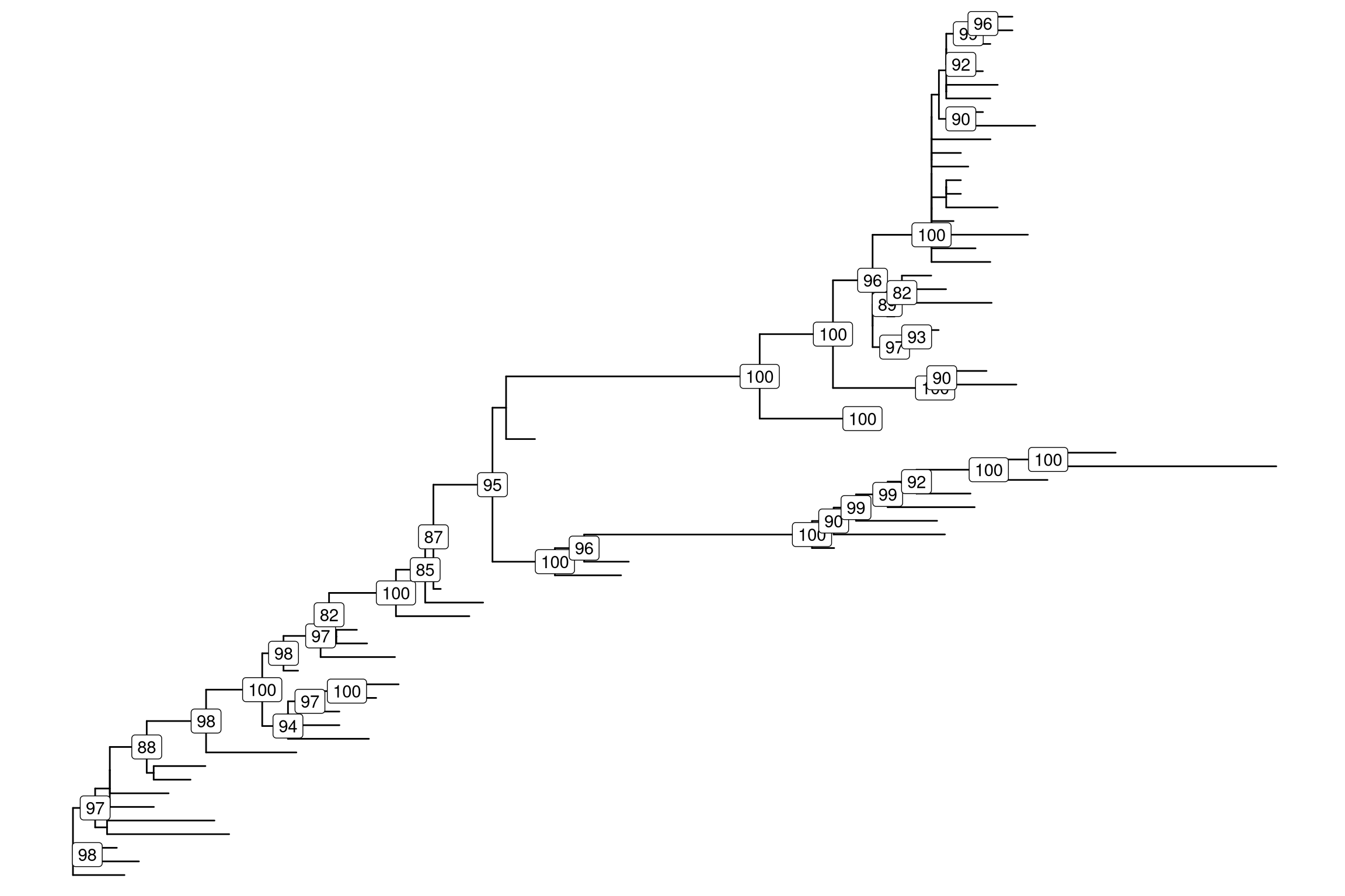 Bootstrap value stored in node label.