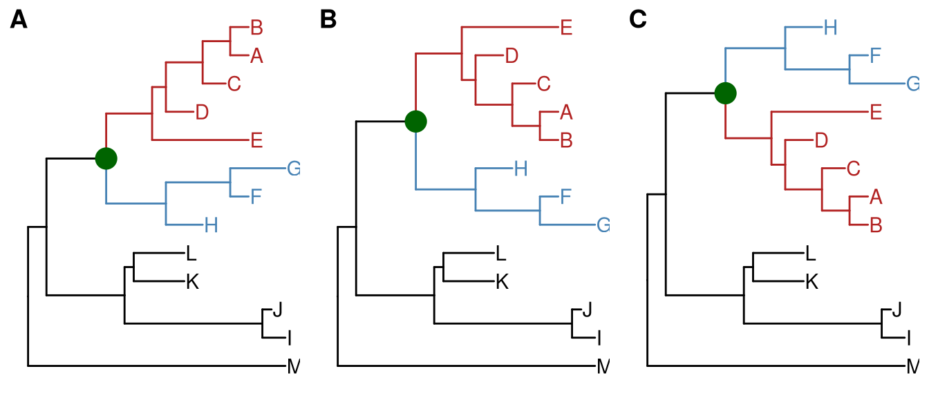 Exploring tree structure. A clade (indicated by darkgreen circle) in a tree (A) can be rotated by 180° (B) and the positions of its immediate descedant clades (colored by blue and red) can be exchanged (C).