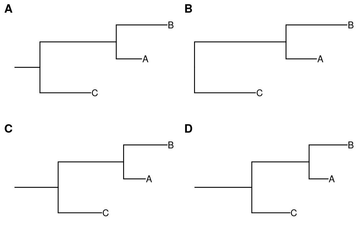 Display root edge. geom_rootedge supports displaying root edge if the root edge was presented (A). It shows nothing if there is no root edge (B). In this case, users can manually setting root edge for the tree (C) or just specify the length of root for plotting (D).