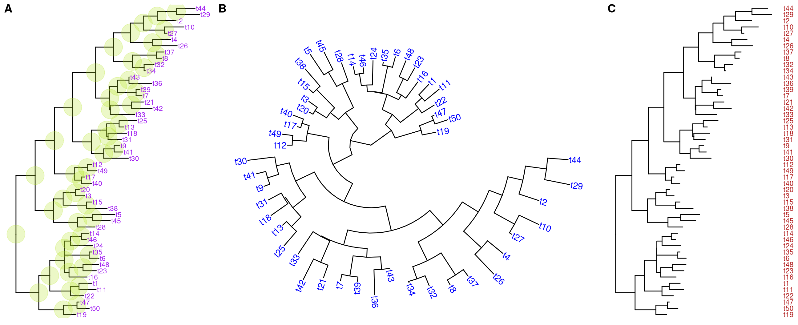 Display tip labels. geom_tiplab supports displaying tip labels (A). For circular, fan or unrooted tree layout, the labels can be rotated to fit the angle of the branches (B). For dendrogram/rectangular layout, tip labels can be displayed as y-axis label (C).
