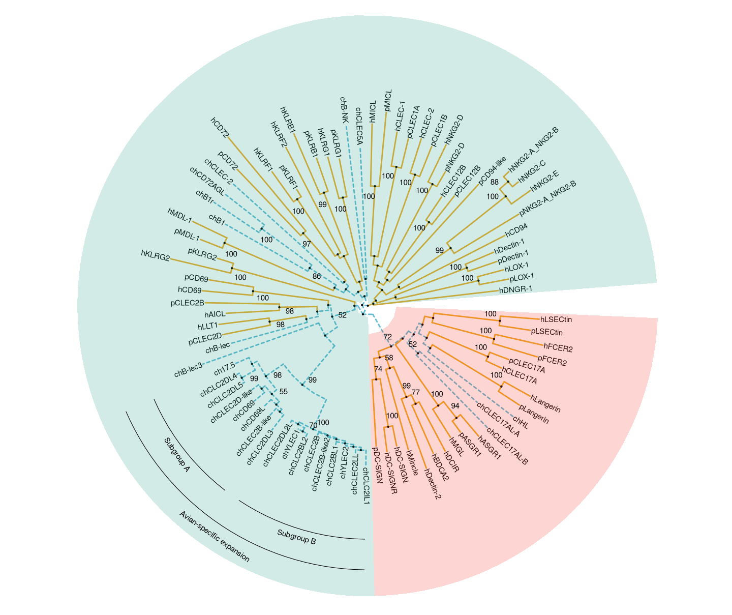 Phylogenetic tree of CTLDcps.