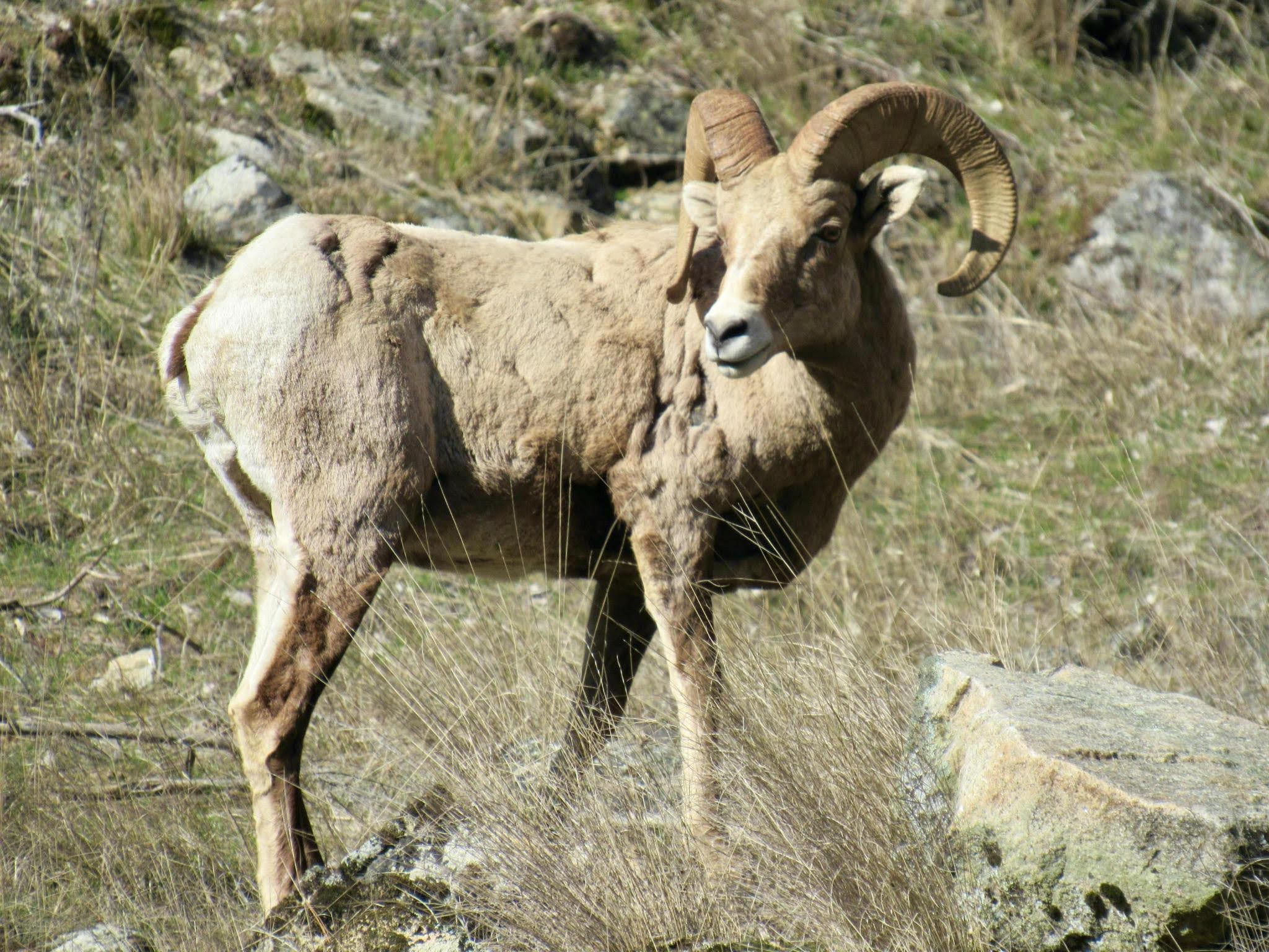 Bighorn sheep ram on rocky terrain