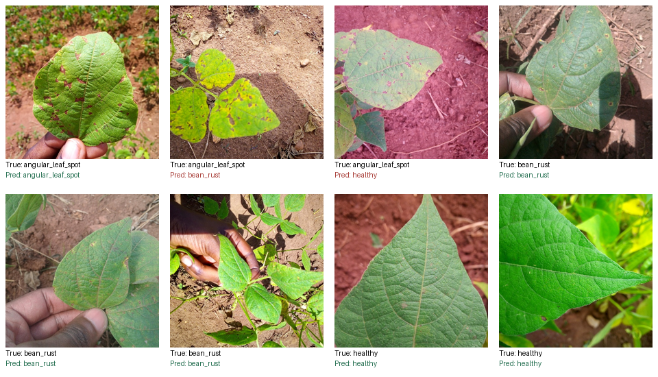 Held-out Beans classification examples from the trained three-class head