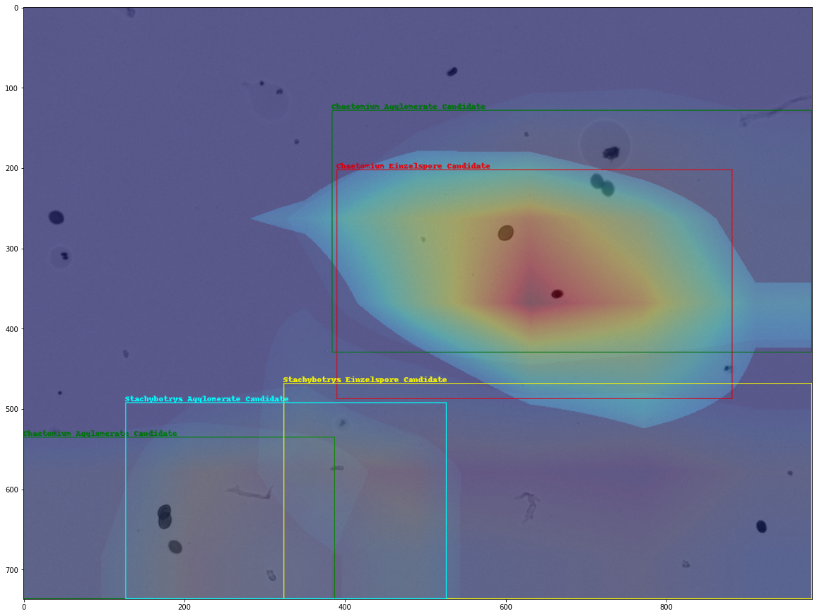 Grad-CAM++:ResNet50-conv